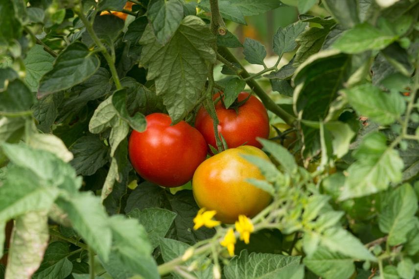 plant de tomate