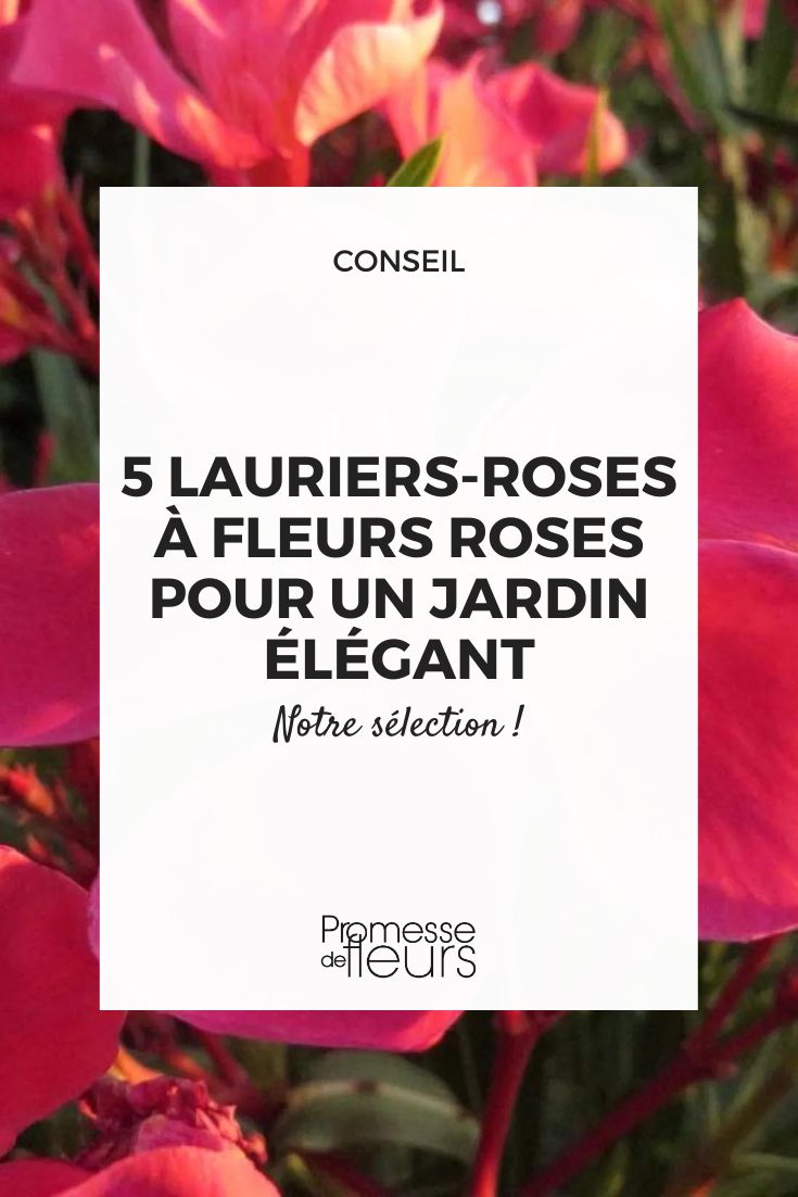 Laurier rose 'Papa Gambetta — Nerium oleander