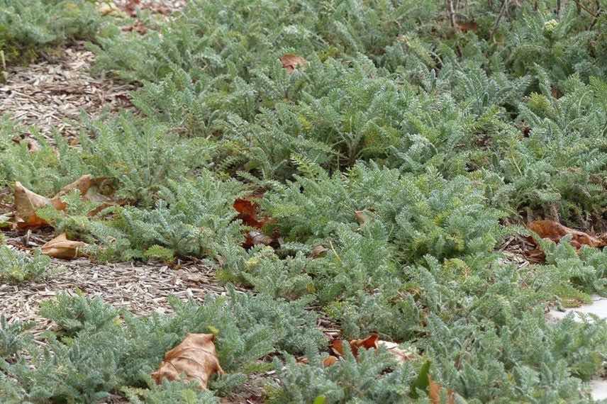 achillea crithmifolia