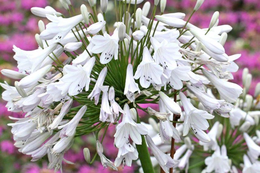 fleur blanche d'agapanthe