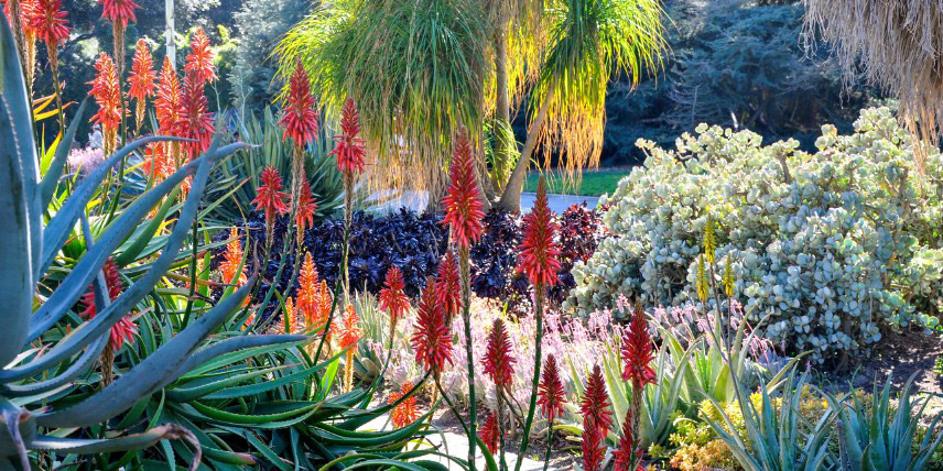 Créer une ambiance californienne au jardin