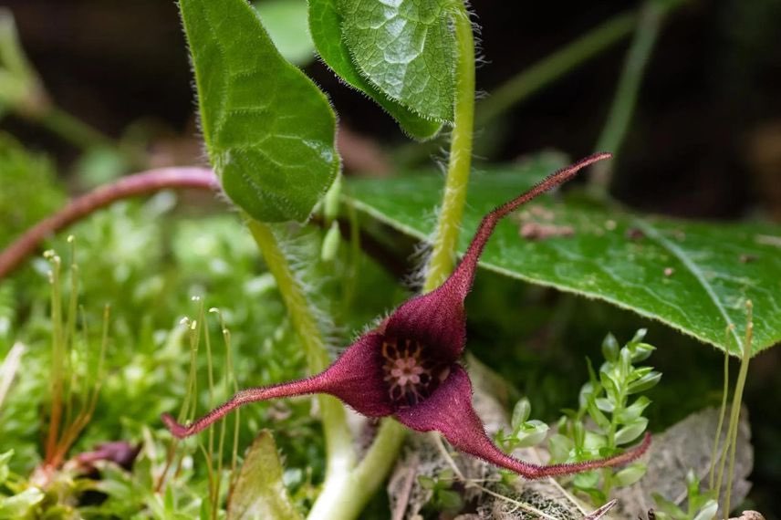 fleur d'Asarum