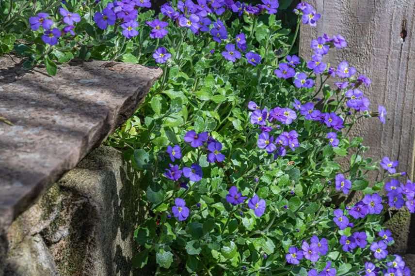 fleurs d'aubriete