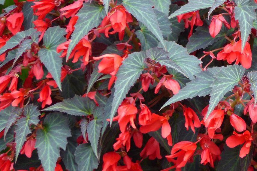 fleurs rouge de begonia annuel