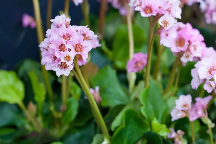 fleurs roses de bergenia 