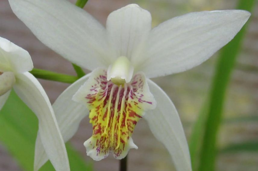 fleur blanche d'orchidee terrestre