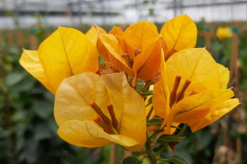 bougainvillier à fleurs jaunes