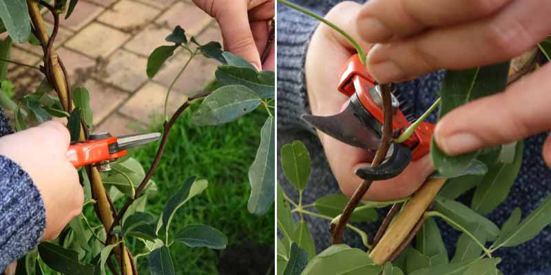 Le bouturage de l'Akebia