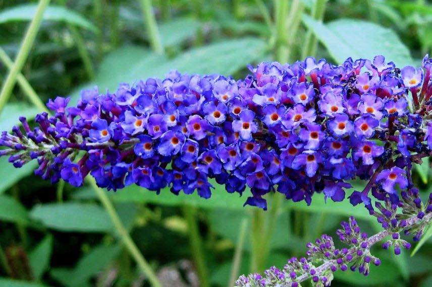 fleur de Buddleia bleue