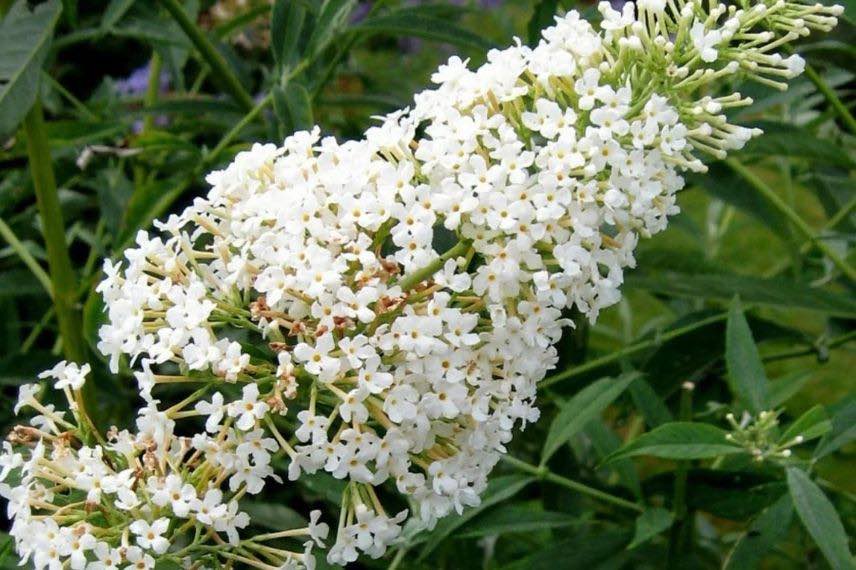 fleur blanche de Buddleia