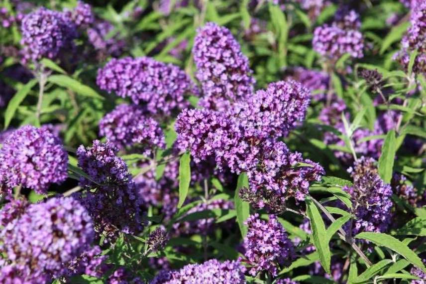 Fleurs violettes de Buddleia