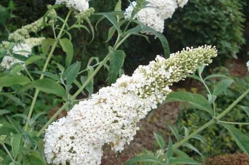 fleur blanche de buddleia