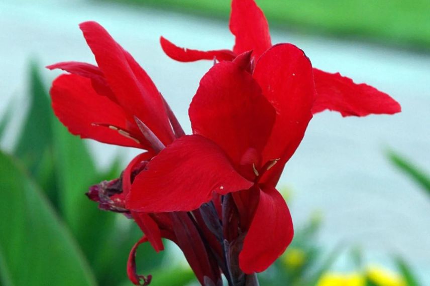 fleur rouge de Canna
