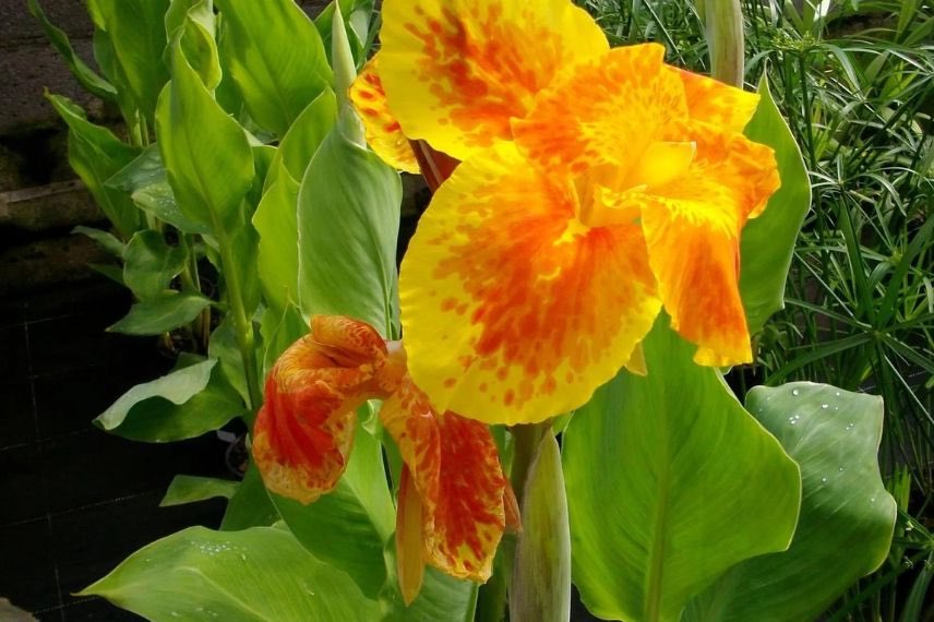 fleur orange de Canna