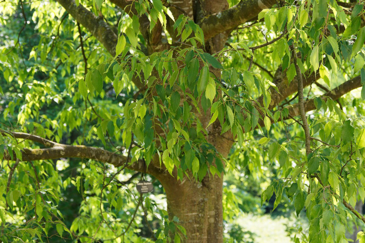 Celtis australis, Micocoulier de Provence