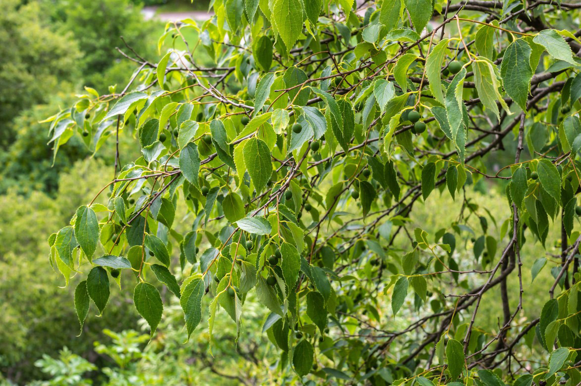 Celtis australis : feuilles et fruits