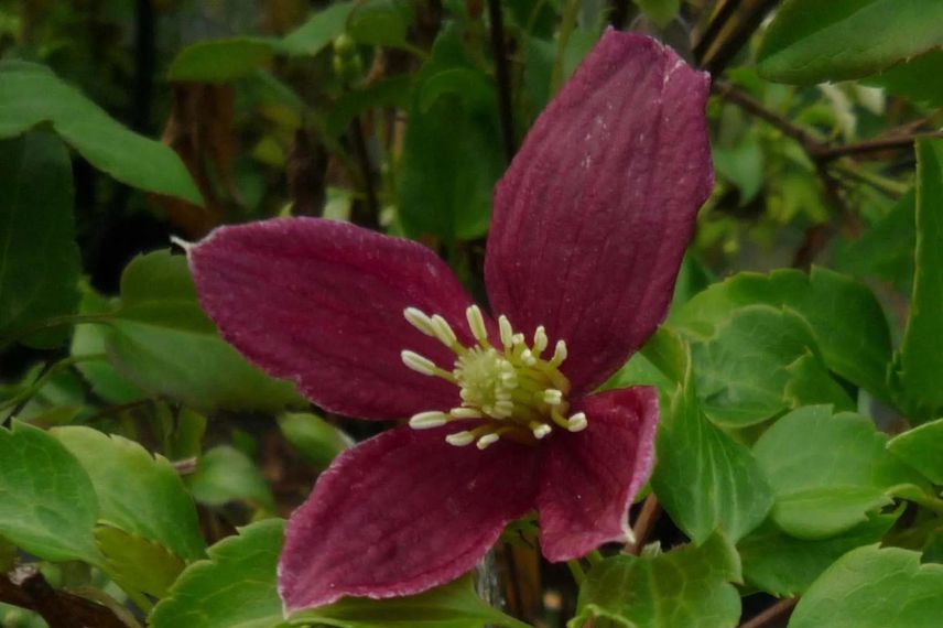 fleur pourpre de clématite 