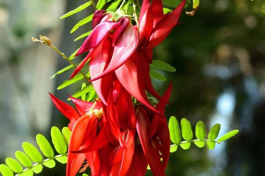fleur rouge de Pince de Homard