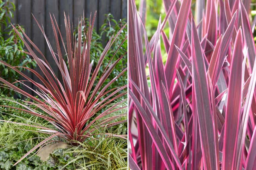 une touche de couleur au jardin avec la Cordyline australis 'Pink passion'