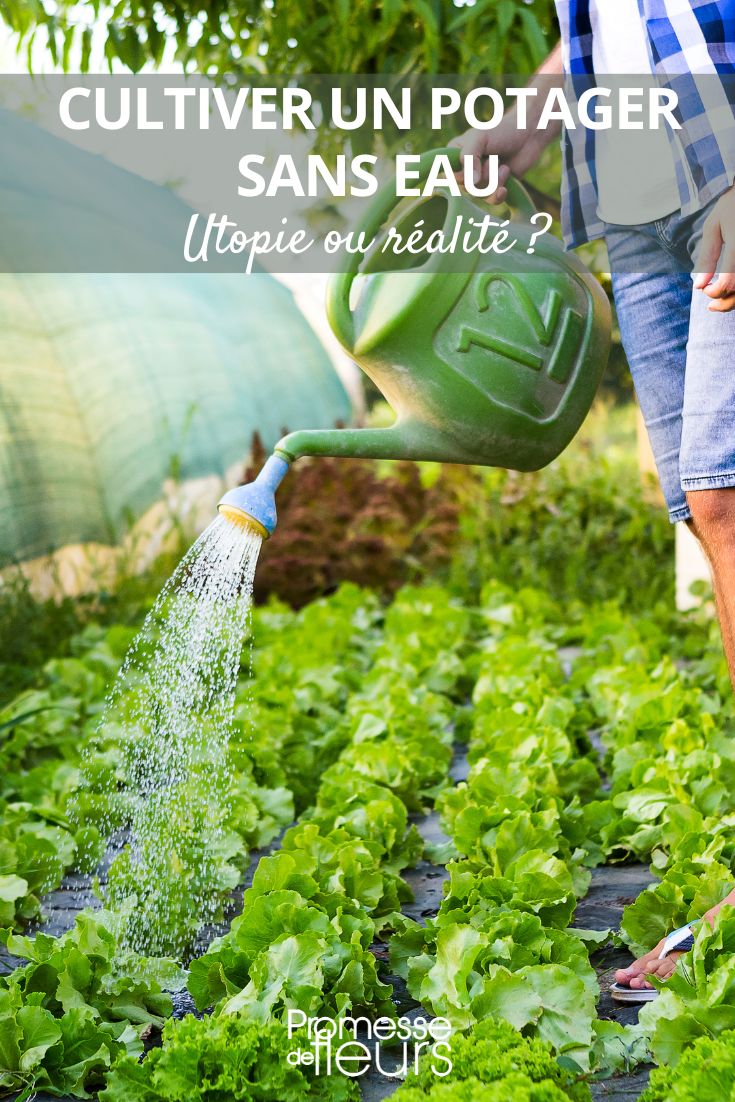 un potager sans besoin d'eau ?