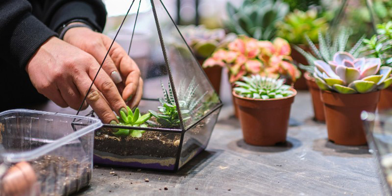 Comment faire un mini-terrarium de plantes grasses