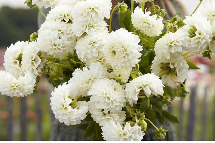 fleur blanche de dahlia