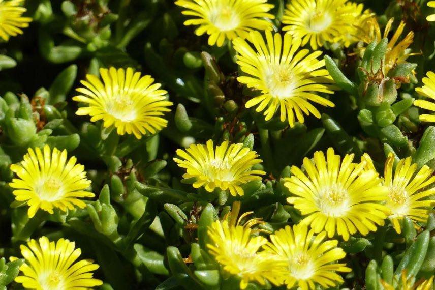 fleurs jaunes de delosperma