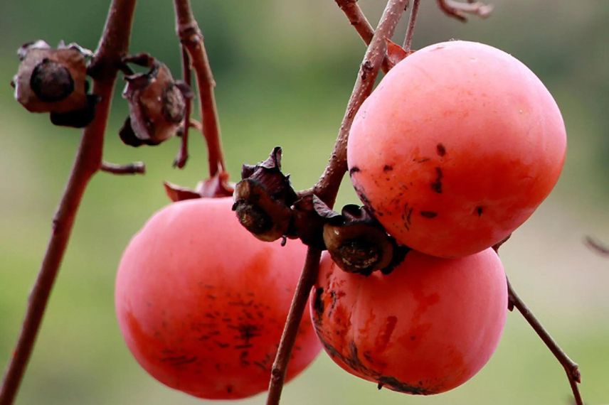 fruits du plaqueminier