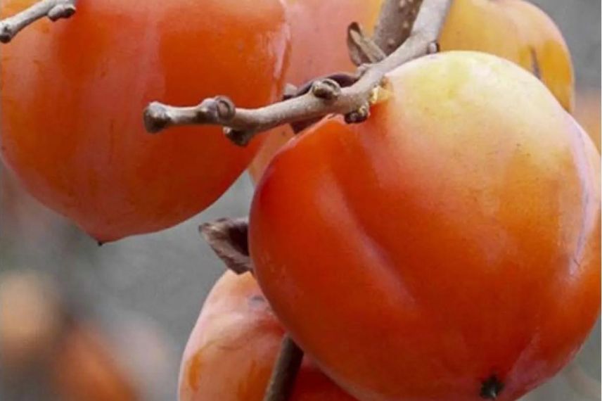 fruits de diospyros