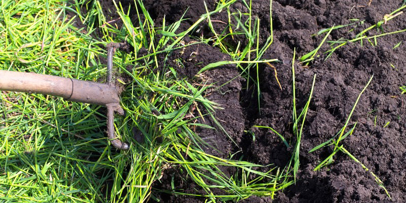 Bêchage des engrais verts pour les incorporer au sol