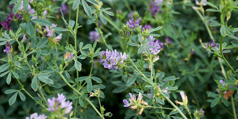 Engrais vert : Luzerne cultivée