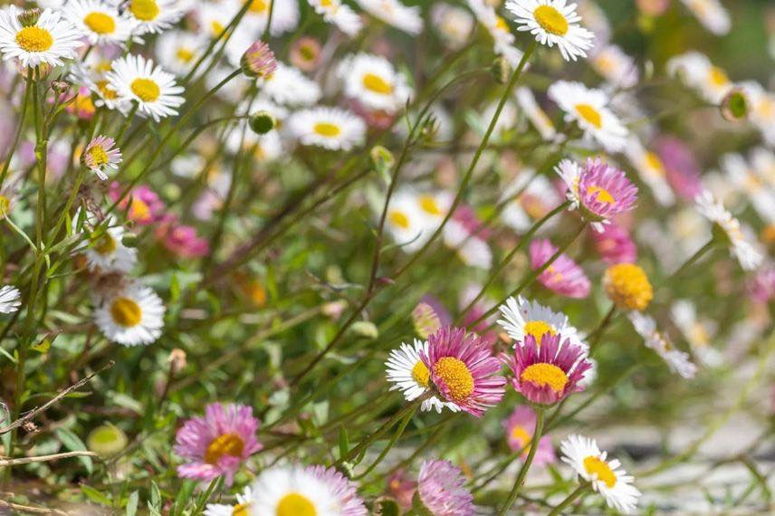 fleurs d'erigeron