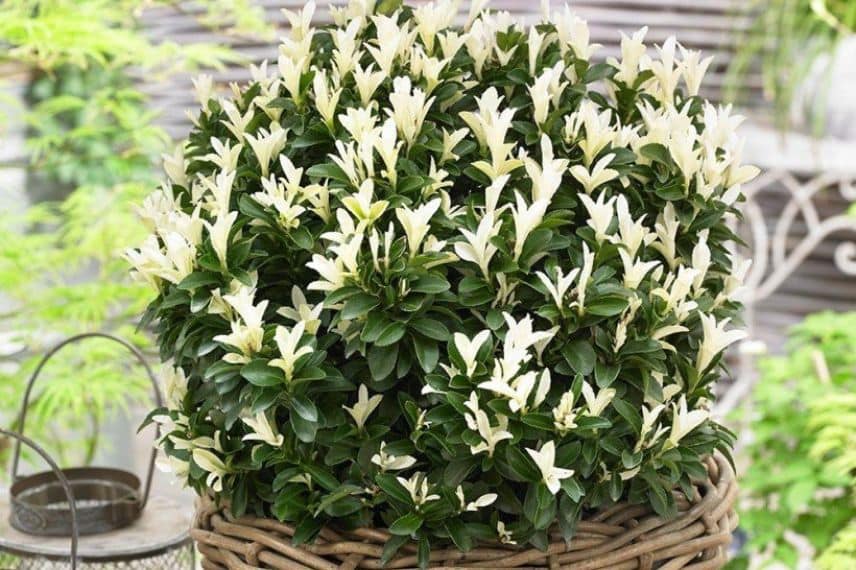 le beau feuillage blanc et vert de Euonymus japonicus 'Paloma Blanca'