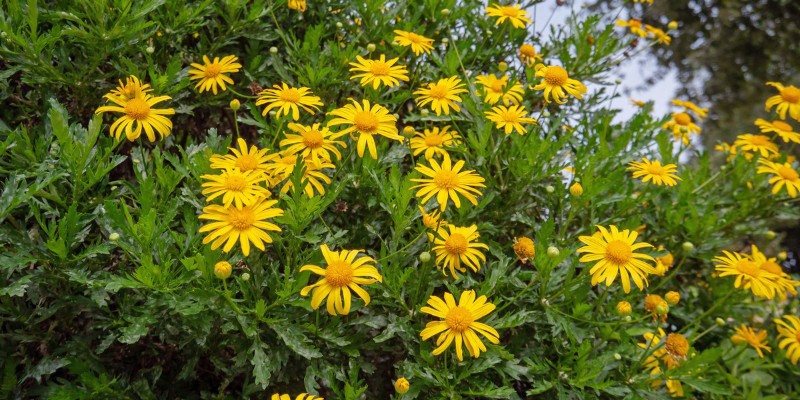 Les fleurs jaunes de l'Euryops, Marguerite de la savane