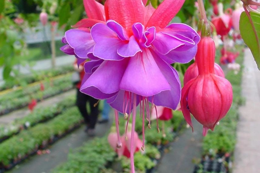 fleur bicolore de fuchsia bernadette