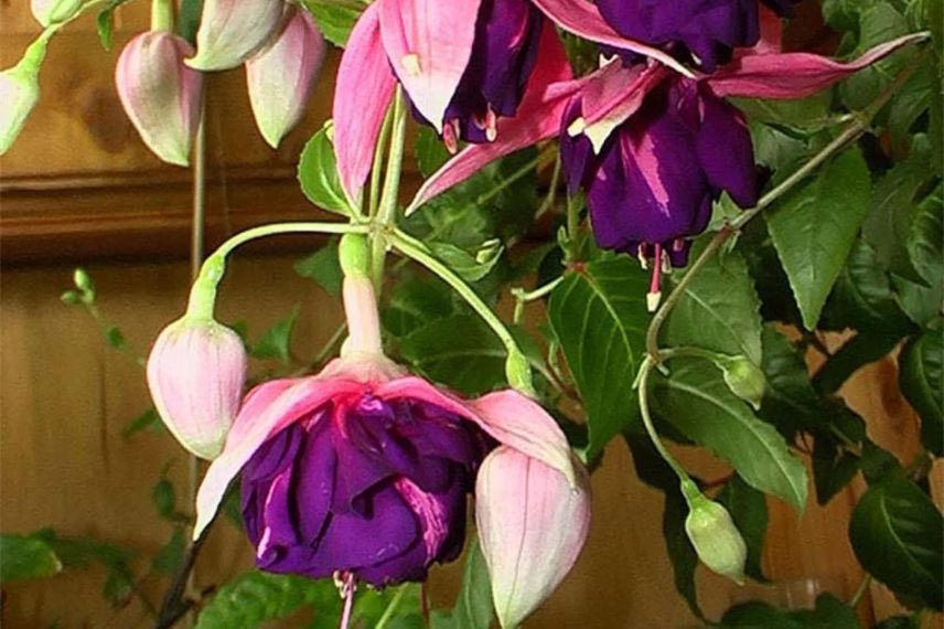 fleurs de fuchsia annuel