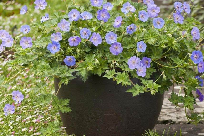 fleurs bleues de geranium vivace