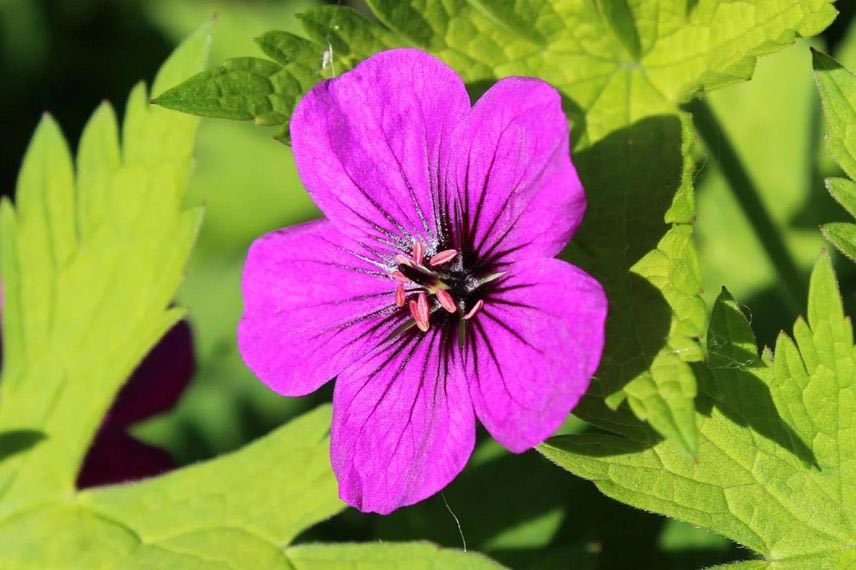 fleur rose de geranium