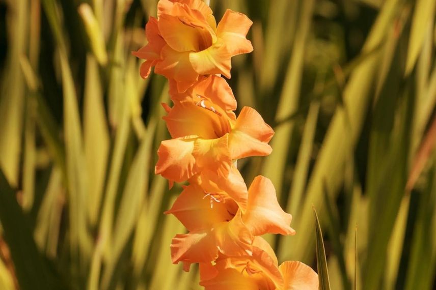 fleur orange de glaïeul