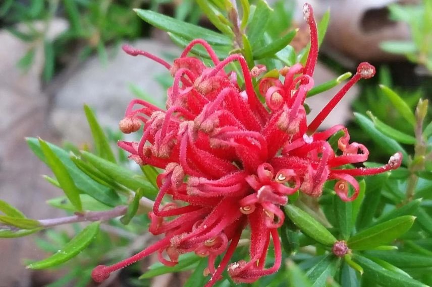 fleur rouge de Grevillea
