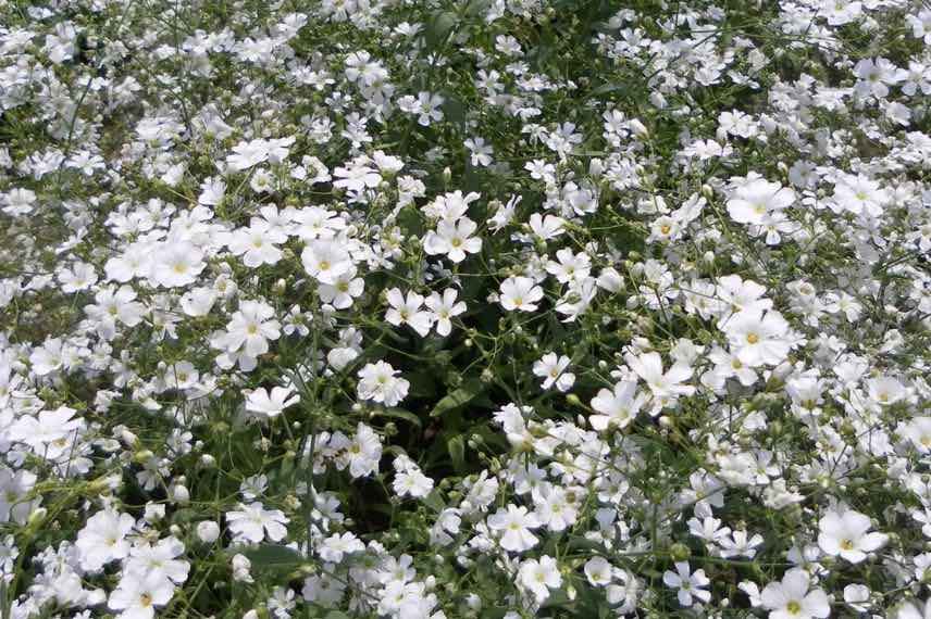 fleurs blanches de gypsophile annuel