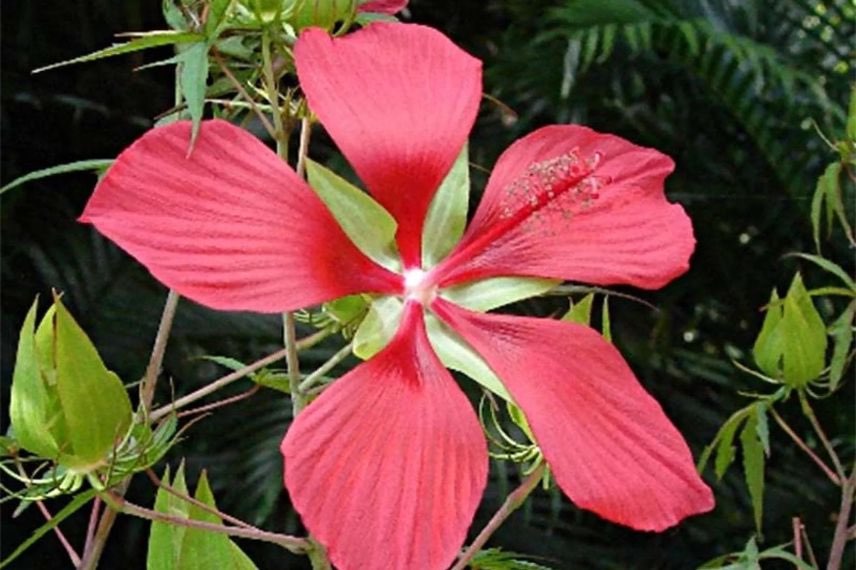 fleur rouge d'Hibiscus coccineus