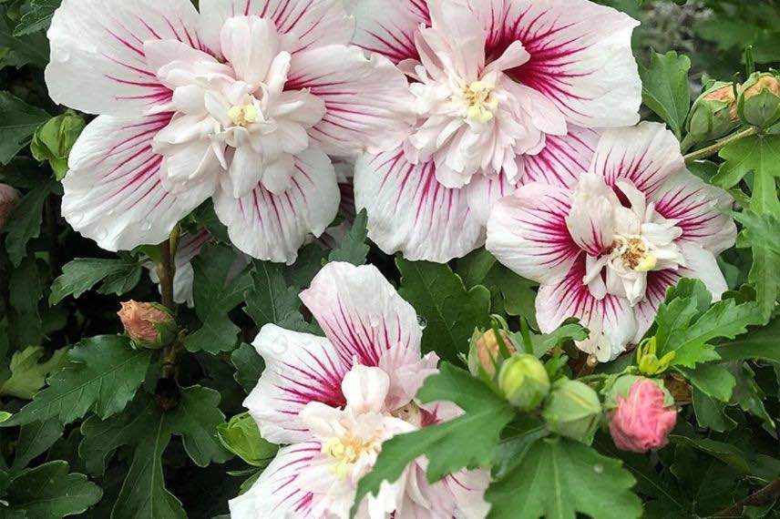 fleurs blanches et roses d'Hibiscus Starbust Chiffon