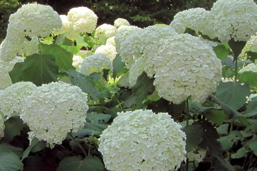 fleurs blanches d'hydrangea Strong Annabelle