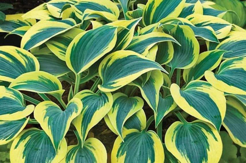 feuillage panaché d'hosta