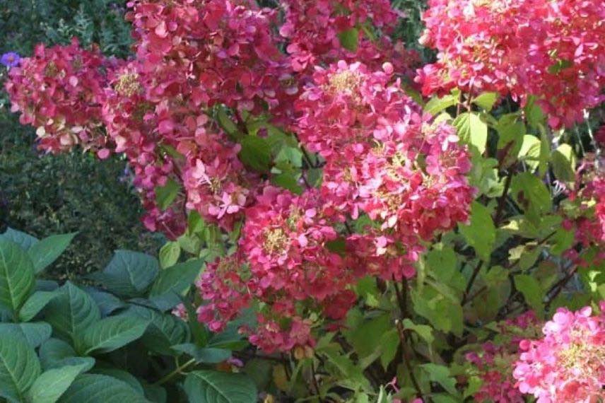 fleurs roses d'hortensia