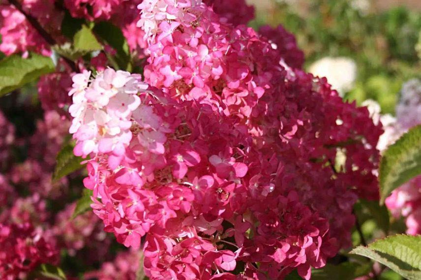 fleurs roses d'hydrangea fraise melba