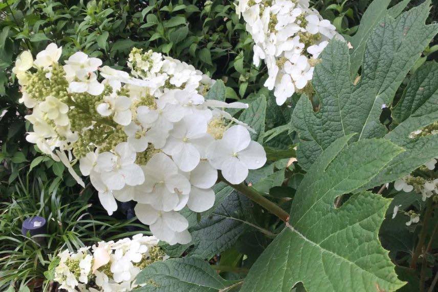 fleurs blanches d'hydrangea quercifolia