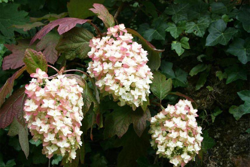 fleurs d'hydrangea quercifolia