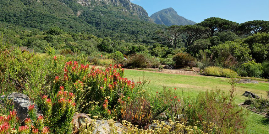 Jardin sud-africain